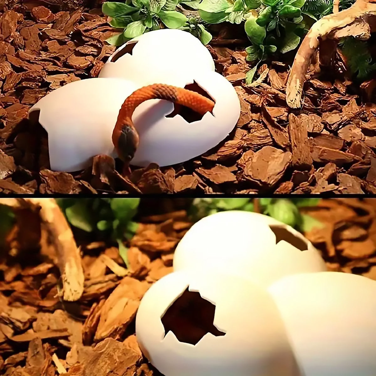 Reptile Hideout Plastic Cave Decorative Shelter for Lizard Snake Spider Habitat - Conjoined eggshell