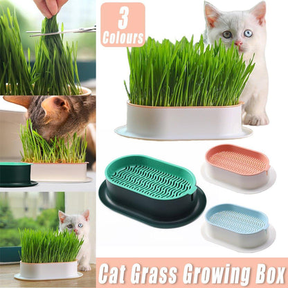 Catnip Hydroponic Box with Cat Snacks Growing Kit for Cats Fresh Catnip Bowl - Green
