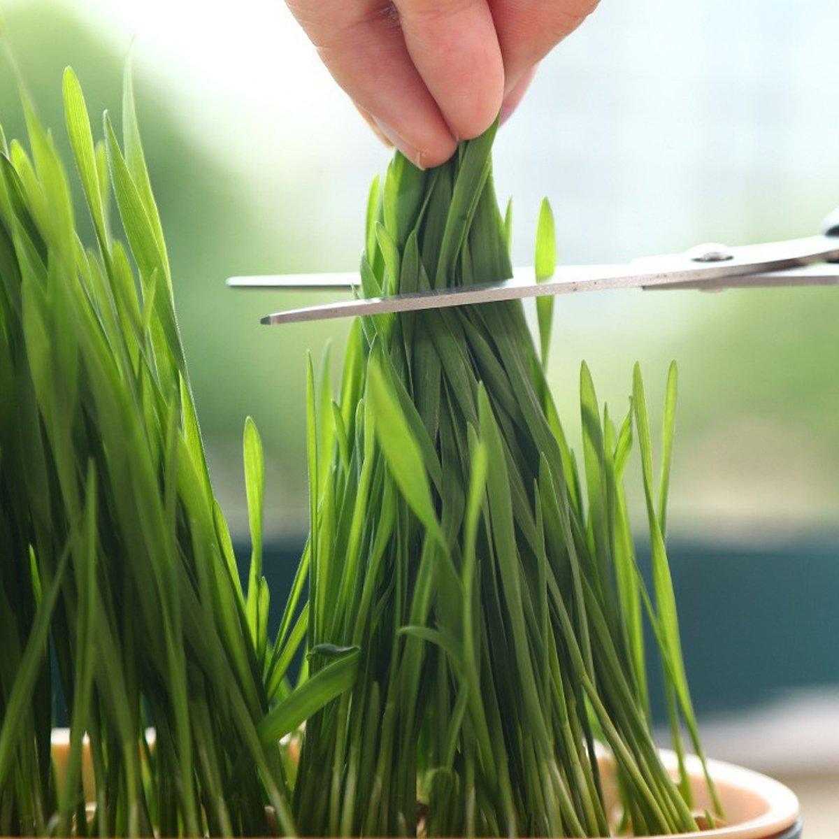 Catnip Hydroponic Box with Cat Snacks Growing Kit for Cats Fresh Catnip Bowl - Green