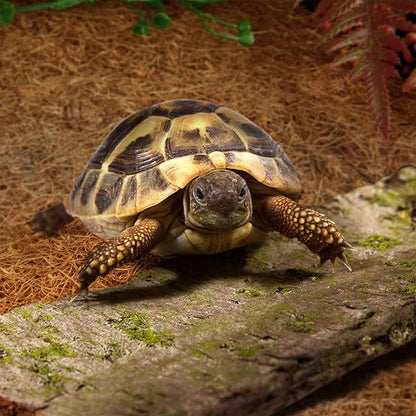 Reptile Terrarium Liner Coconut Fiber Mat Tortoise Carpet Pet Hamster Bedding - 50x30cm