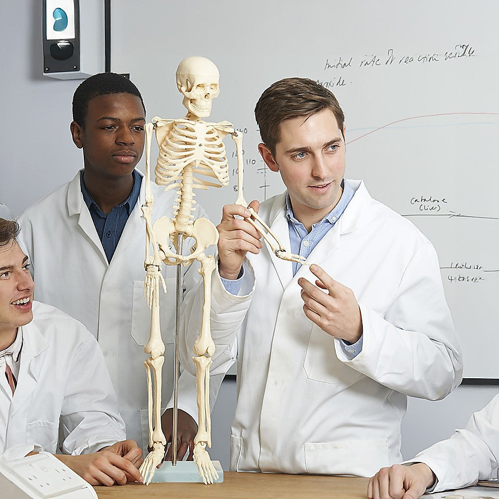 Anatomical 85cm Tall Human Skeleton with Stand Model - Medical Anatomy