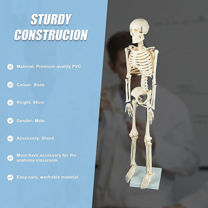 Anatomical 85cm Tall Human Skeleton with Stand Model - Medical Anatomy