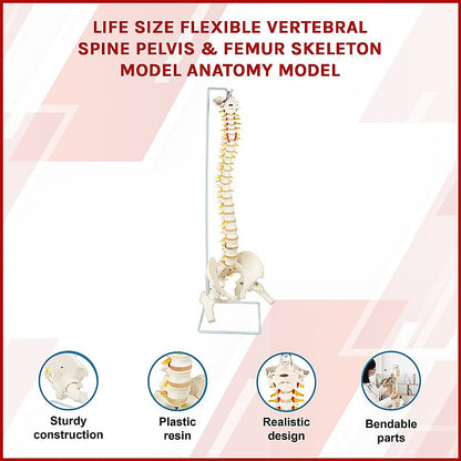 Life Size Flexible Vertebral Spine Pelvis & Femur Skeleton Model Anatomy Model